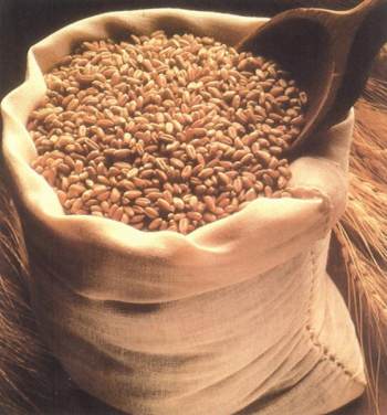 Wheat Grains